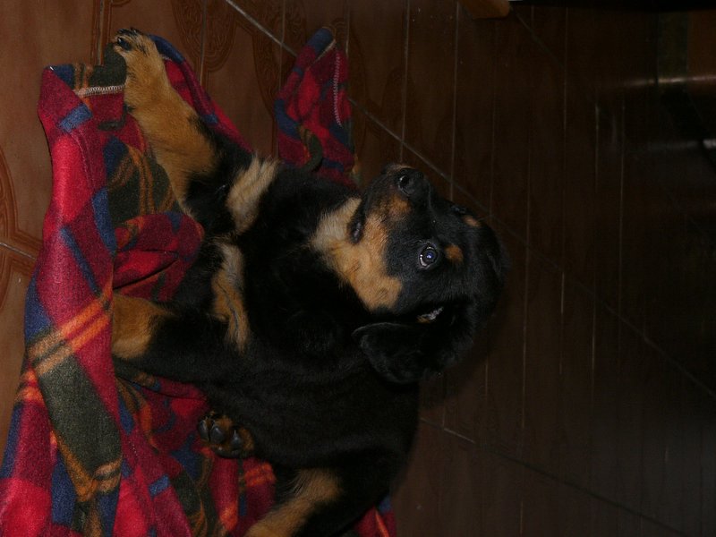 fotka